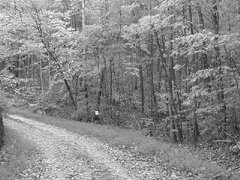 The invasive grass Microstegium vimineum growing along the side of an unpaved road
